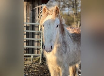 Tinker, Hengst, 1 Jaar, 140 cm, Sabino