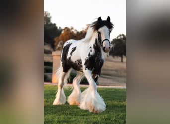 Tinker, Hengst, 1 Jaar, 145 cm, Gevlekt-paard