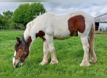 Tinker Mix, Hengst, 1 Jaar, 145 cm, Gevlekt-paard