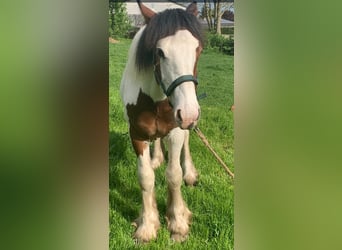 Tinker Mix, Hengst, 1 Jaar, 145 cm, Gevlekt-paard