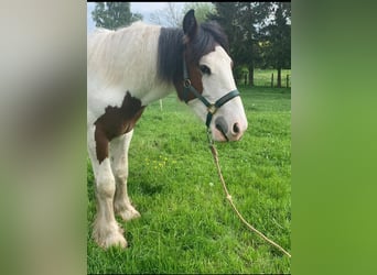 Tinker Mix, Hengst, 1 Jaar, 145 cm, Gevlekt-paard