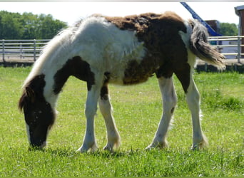 Tinker, Hengst, 1 Jaar, 145 cm, Gevlekt-paard