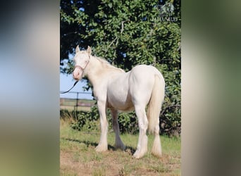 Tinker, Hengst, 1 Jaar, 150 cm, Cremello