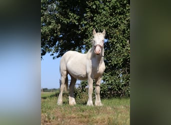 Tinker, Hengst, 1 Jaar, 150 cm, Cremello