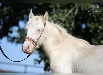 Tinker, Hengst, 1 Jaar, 150 cm, Cremello