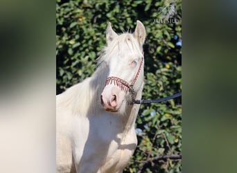 Tinker, Hengst, 1 Jaar, 150 cm, Cremello