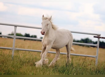 Tinker, Hengst, 1 Jaar, 150 cm, Cremello