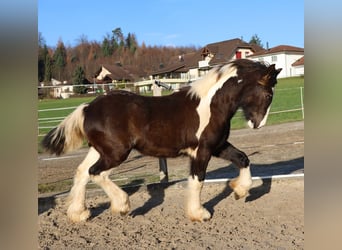 Tinker, Hengst, 1 Jaar, 150 cm, Gevlekt-paard