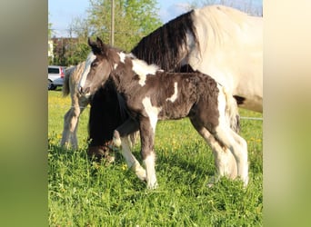 Tinker, Hengst, 1 Jaar, 150 cm, Gevlekt-paard