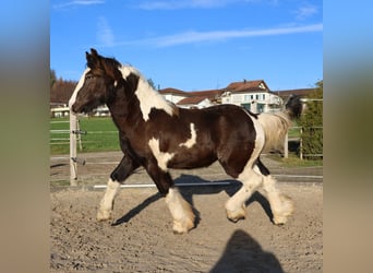 Tinker, Hengst, 1 Jaar, 150 cm, Gevlekt-paard