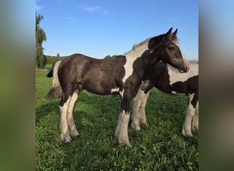 Tinker, Hengst, 1 Jaar, 150 cm, Gevlekt-paard