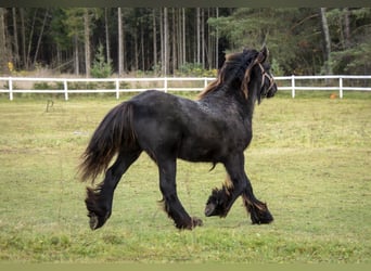 Tinker, Hengst, 1 Jaar, 153 cm, Schimmel