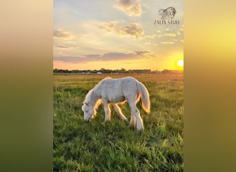 Tinker, Hengst, 1 Jaar, Cremello