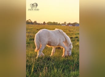 Tinker, Hengst, 1 Jaar, Cremello