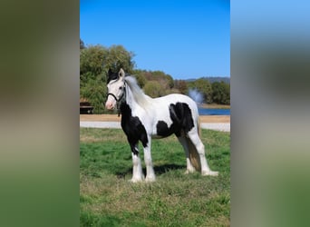 Tinker, Hengst, 1 Jahr, 115 cm, Schecke