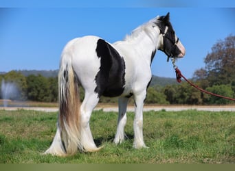 Tinker, Hengst, 1 Jahr, 115 cm, Schecke