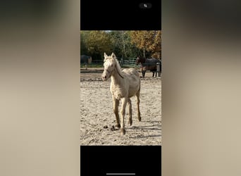 Tinker, Hengst, 1 Jahr, 130 cm, Champagne