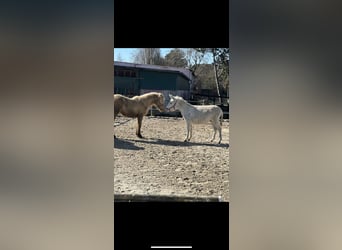 Tinker, Hengst, 1 Jahr, 130 cm, Champagne