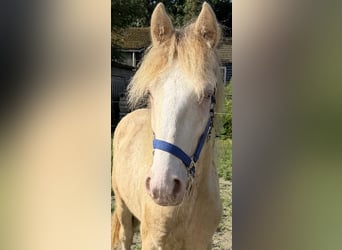 Tinker, Hengst, 1 Jahr, 140 cm, Cremello