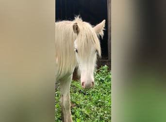 Tinker, Hengst, 1 Jahr, 140 cm, Sabino