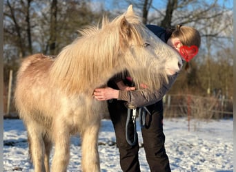 Tinker, Hengst, 1 Jahr, 140 cm, Sabino