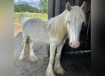 Tinker, Hengst, 1 Jahr, 140 cm, Sabino