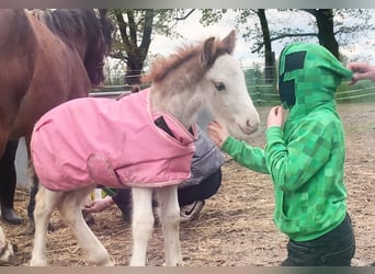 Tinker, Hengst, 1 Jahr, 140 cm, Sabino