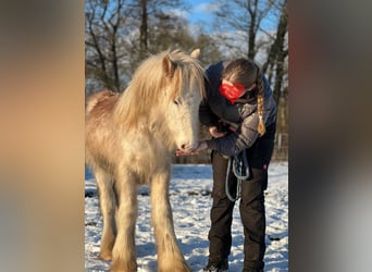 Tinker, Hengst, 1 Jahr, 140 cm, Sabino