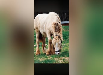 Tinker, Hengst, 1 Jahr, 145 cm, Pearl