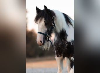 Tinker, Hengst, 1 Jahr, 145 cm, Schecke