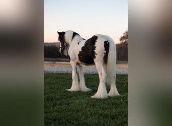 Tinker, Hengst, 1 Jahr, 145 cm, Schecke