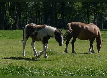 Tinker, Hengst, 1 Jahr, 145 cm, Schecke