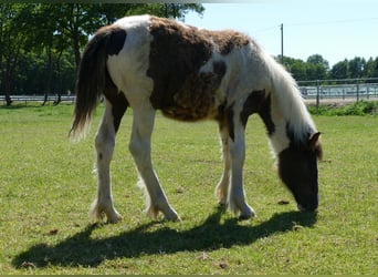 Tinker, Hengst, 1 Jahr, 145 cm, Schecke