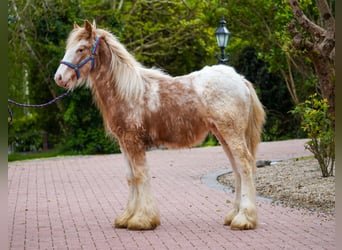 Tinker, Hengst, 1 Jahr, 147 cm