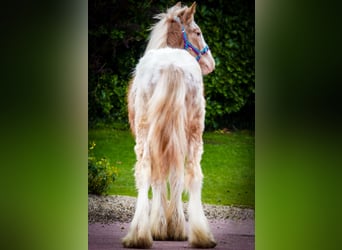 Tinker, Hengst, 1 Jahr, 147 cm
