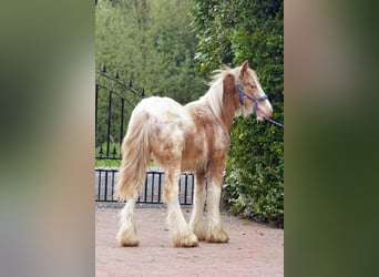 Tinker, Hengst, 1 Jahr, 147 cm