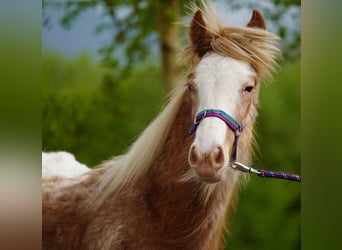 Tinker, Hengst, 1 Jahr, 148 cm