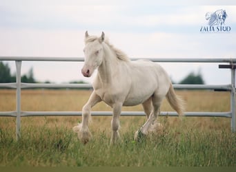 Tinker, Hengst, 1 Jahr, 150 cm, Cremello