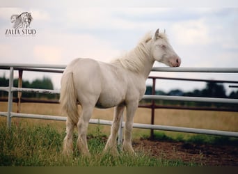 Tinker, Hengst, 1 Jahr, 150 cm, Cremello