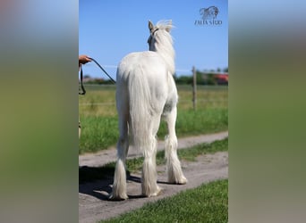 Tinker, Hengst, 1 Jahr, 150 cm, Cremello