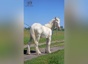 Tinker, Hengst, 1 Jahr, 150 cm, Cremello