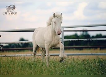 Tinker, Hengst, 1 Jahr, 150 cm, Cremello