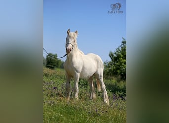 Tinker, Hengst, 1 Jahr, 150 cm, Cremello