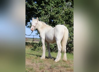 Tinker, Hengst, 1 Jahr, 150 cm, Cremello
