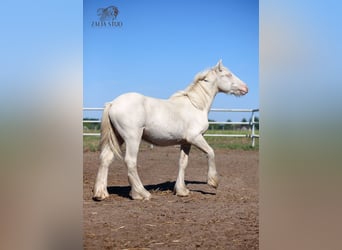 Tinker, Hengst, 1 Jahr, 150 cm, Cremello