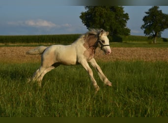 Tinker, Hengst, 1 Jahr, 150 cm, Schecke