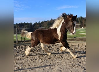 Tinker, Hengst, 1 Jahr, 150 cm, Schecke