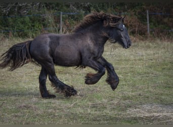 Tinker, Hengst, 1 Jahr, 153 cm, Schimmel