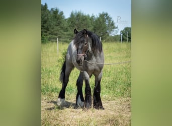 Tinker, Hengst, 1 Jahr, 156 cm, Roan-Blue