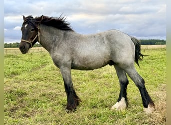 Tinker, Hengst, 1 Jahr, 156 cm, Roan-Blue